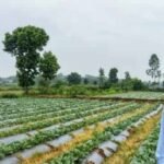 सूक्ष्म सिंचाई योजना से खेती बनी अधिक लाभकारी, ड्रिप सिंचाई अपनाकर किसान ने बढ़ाया सब्जी उत्पादन