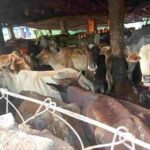 हेमाबंद में पशु क्रूरता मामले में प्रशासन की सख्ती