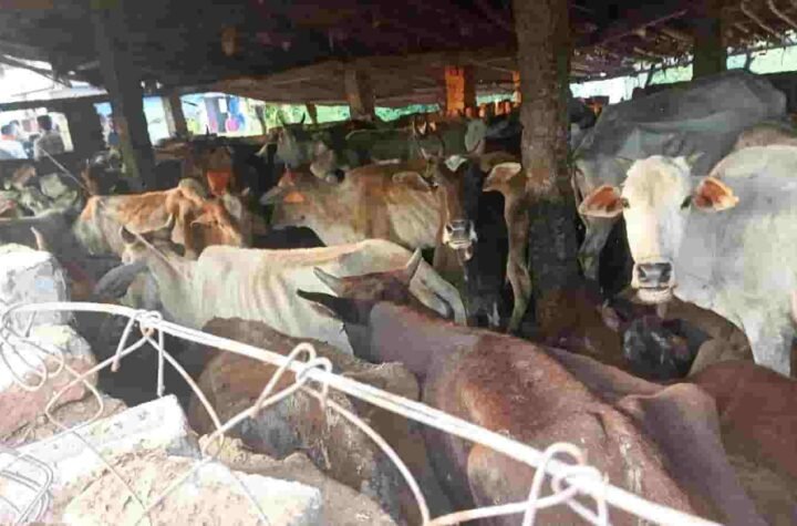 हेमाबंद में पशु क्रूरता मामले में प्रशासन की सख्ती