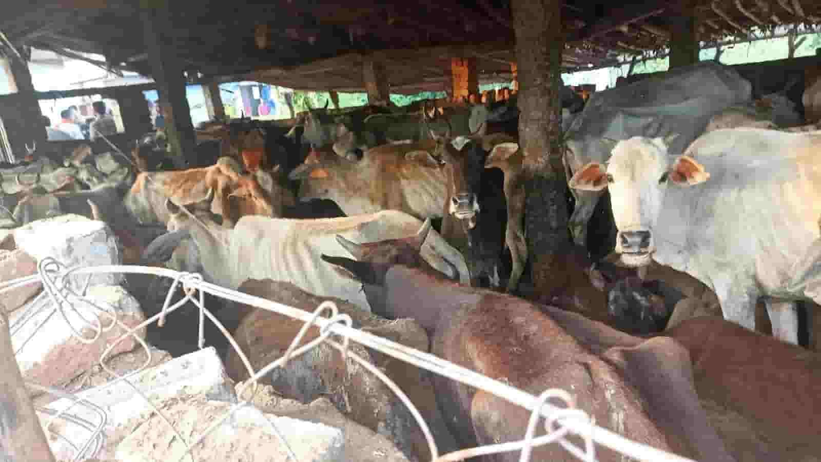 हेमाबंद में पशु क्रूरता मामले में प्रशासन की सख्ती