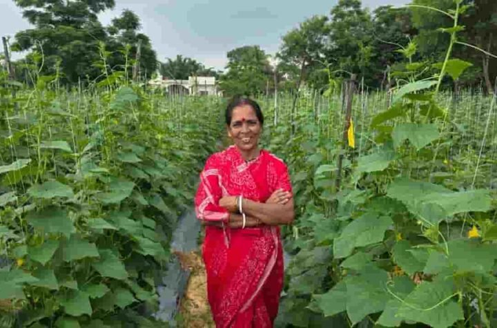 बिहान से आर्थिक संबल पाकर खीरे की खेती से सुभद्रा मंडल बनीं आत्मनिर्भर