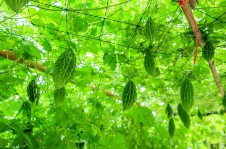 करेले की उन्नत खेती से किसान नारायण प्रसाद वर्मा की बदली किस्मत