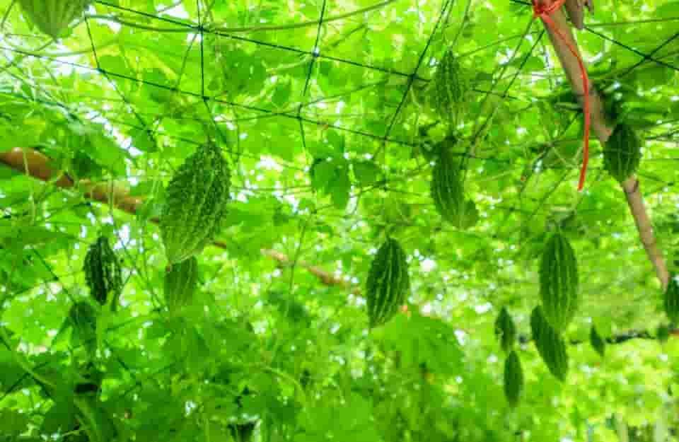करेले की उन्नत खेती से किसान नारायण प्रसाद वर्मा की बदली किस्मत