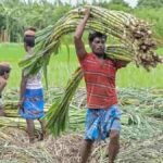 गन्ना किसानों के लिए बड़ी खबर! छत्तीसगढ़ में अब 425 रुपये प्रति क्विंटल की दर से होगा भुगतान