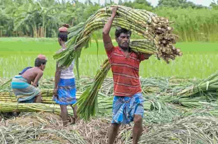 गन्ना किसानों के लिए बड़ी खबर! छत्तीसगढ़ में अब 425 रुपये प्रति क्विंटल की दर से होगा भुगतान
