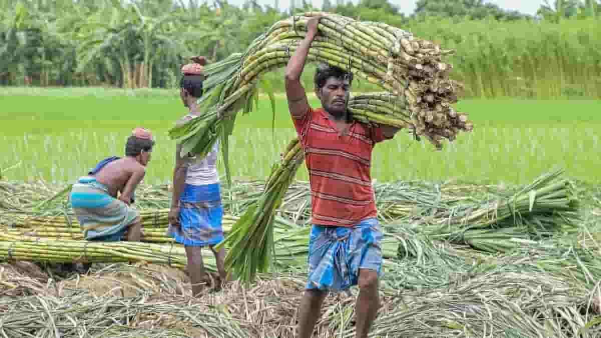 गन्ना किसानों के लिए बड़ी खबर! छत्तीसगढ़ में अब 425 रुपये प्रति क्विंटल की दर से होगा भुगतान