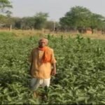ग्राफ्टेड बैंगन की खेती अपनाकर फागूराम ने मुनाफे में की ₹20 हजार की बढ़ोतरी