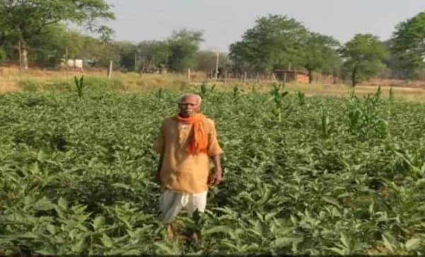ग्राफ्टेड बैंगन की खेती अपनाकर फागूराम ने मुनाफे में की ₹20 हजार की बढ़ोतरी